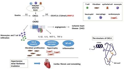 A Review of CXCL1 in Cardiac Fibrosis
